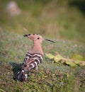 Eurasian hoopoe (Upupa epops). Royalty Free Stock Photo