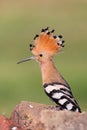 Eurasian Hoopoe Royalty Free Stock Photo