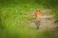 Eurasian hoopoe, a sandy brown bird with crown of feathers Royalty Free Stock Photo