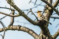 Eurasian hoopoe, a sandy brown bird with long beak Royalty Free Stock Photo