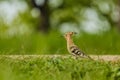 Eurasian hoopoe, a sandy brown bird with long beak Royalty Free Stock Photo