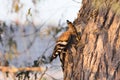 A Eurasian Hoopoe sitting on a branch of a pine-tree