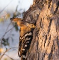 A Eurasian Hoopoe sitting on a branch of a pine-tree