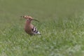 Eurasian hoopoe sitting in green grass