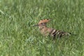 Eurasian hoopoe sitting in green grass