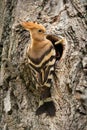 Eurasian hoopoe sitting near entrance of a tree cavity while nesting