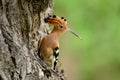 Eurasian hoopoe (Upupa epops)