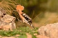 Eurasian Hoopoe or Upupa epops, beautiful brown bird. Royalty Free Stock Photo