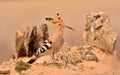 Eurasian Hoopoe or Upupa epops, beautiful brown bird. Royalty Free Stock Photo