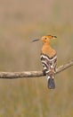 Eurasian Hoopoe or Upupa epops, beautiful brown bird. Royalty Free Stock Photo