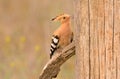 Eurasian Hoopoe or Upupa epops, beautiful brown bird. Royalty Free Stock Photo