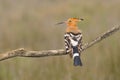 Eurasian Hoopoe or Upupa epops, beautiful brown bird. Royalty Free Stock Photo