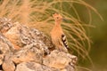 Eurasian Hoopoe or Upupa epops, beautiful brown bird. Royalty Free Stock Photo