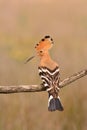 Eurasian Hoopoe or Upupa epops, beautiful brown bird Royalty Free Stock Photo