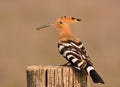 Eurasian Hoopoe or Upupa epops, beautiful brown bird Royalty Free Stock Photo