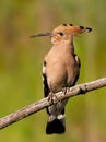 Eurasian hoopoe, Upupa epops. A beautiful close-up of the bird Royalty Free Stock Photo