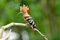 Eurasian hoopoe (Upupa epops) Royalty Free Stock Photo