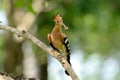 Eurasian hoopoe (Upupa epops)