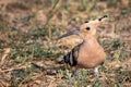 Eurasian hoopoe or Upupa epops bird looking for a food on the ground Royalty Free Stock Photo
