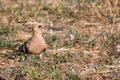 Eurasian hoopoe or Upupa epops bird looking for a food on the ground Royalty Free Stock Photo