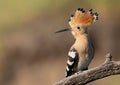 Eurasian hoopoe, Upupa epops. A bird sits on a beautiful branch, opened its crest Royalty Free Stock Photo