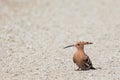 Eurasian hoopoe or Upupa epops bird sitting along on the ground soft grey background Royalty Free Stock Photo