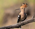 Eurasian hoopoe, Upupa epops. A bird is sitting on a beautiful old branch, opening its crest Royalty Free Stock Photo