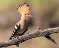 Eurasian hoopoe, Upupa epops. A bird is sitting on a beautiful old branch, opening its crest Royalty Free Stock Photo