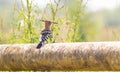 Eurasian hoopoe, Upupa epops. A bird strolls down a thick old gas pipe Royalty Free Stock Photo