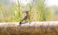 Eurasian hoopoe, Upupa epops. A bird strolls down a thick old gas pipe Royalty Free Stock Photo