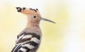 Eurasian hoopoe, Upupa epops. Close-up of the bird against a beautiful golden background Royalty Free Stock Photo