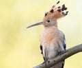 Eurasian hoopoe, Upupa epops. Close-up of the bird against a beautiful golden background Royalty Free Stock Photo