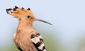 Eurasian hoopoe, Upupa epops. Close-up of a bird on a beautiful background Royalty Free Stock Photo