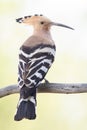 Eurasian hoopoe, Upupa epops. Close-up of a bird on a beautiful background Royalty Free Stock Photo