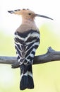 Eurasian hoopoe, Upupa epops. Close-up of a bird on a beautiful background Royalty Free Stock Photo