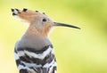 Eurasian hoopoe, Upupa epops. Close-up of a bird on a beautiful pastel background Royalty Free Stock Photo