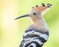 Eurasian hoopoe, Upupa epops. Close-up of a bird on a beautiful pastel background Royalty Free Stock Photo