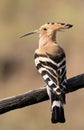 Eurasian hoopoe, Upupa epops. Early in the morning a bird sat on a beautiful branch Royalty Free Stock Photo