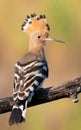 Eurasian hoopoe, Upupa epops. An early morning bird sits on a beautiful old branch Royalty Free Stock Photo