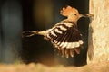 Eurasian Hoopoe - Upupa epops