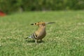 Eurasian hoopoe Upupa epops feeding on a green lawn in Egypt. Beautiful small bird facong camera in soft focus. Royalty Free Stock Photo