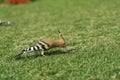 Eurasian hoopoe Upupa epops feeding on a green lawn in Egypt. Beautiful small bird sidewards in soft focus. Royalty Free Stock Photo