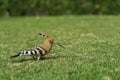 Eurasian hoopoe Upupa epops feeding on a green lawn in Egypt. Beautiful small bird sidewards in soft focus. Royalty Free Stock Photo