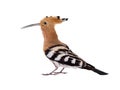 Eurasian Hoopoe Upupa epops isolated