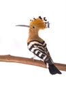 Eurasian Hoopoe Royalty Free Stock Photo