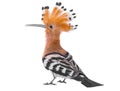 Eurasian Hoopoe Royalty Free Stock Photo