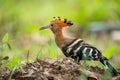 Eurasian Hoopoe, Upupa epops Royalty Free Stock Photo