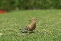 Eurasian hoopoe Upupa epops with open beak feeding on a green lawn in Egypt. Beautiful small bird facong camera in soft Royalty Free Stock Photo