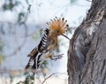 A Eurasian Hoopoe Upupa epops pecking a branch Royalty Free Stock Photo