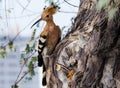 A Eurasian Hoopoe Upupa epops pecking a branch Royalty Free Stock Photo